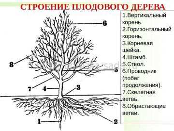 Биологически