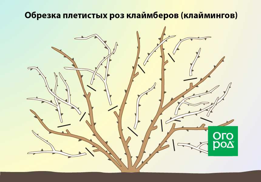 Как и когда правильно обрезать вьющиеся розы осенью — советы для начинающих садоводов