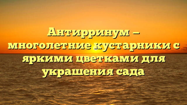 Антирринум — многолетние кустарники с яркими цветками для украшения сада