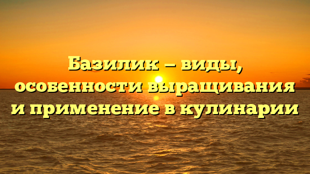 Базилик — виды, особенности выращивания и применение в кулинарии