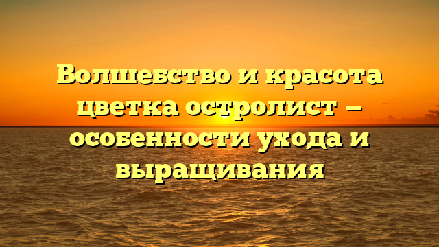 Волшебство и красота цветка остролист — особенности ухода и выращивания