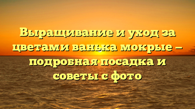 Выращивание и уход за цветами ванька мокрые — подробная посадка и советы с фото