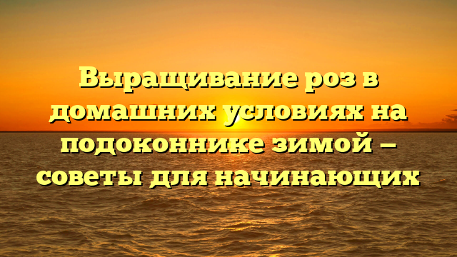 Выращивание роз в домашних условиях на подоконнике зимой — советы для начинающих