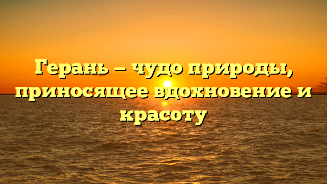 Герань — чудо природы, приносящее вдохновение и красоту