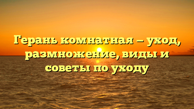 Герань комнатная — уход, размножение, виды и советы по уходу