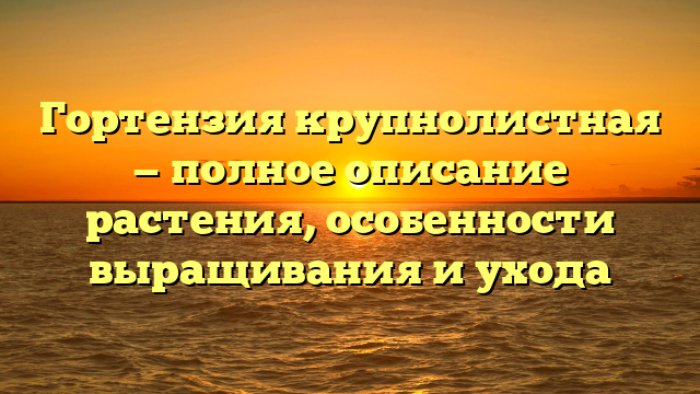 Гортензия крупнолистная — полное описание растения, особенности выращивания и ухода