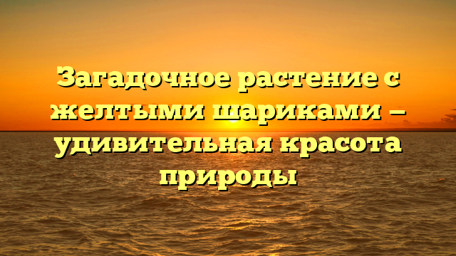 Загадочное растение с желтыми шариками — удивительная красота природы