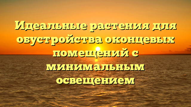 Идеальные растения для обустройства оконцевых помещений с минимальным освещением