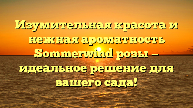 Изумительная красота и нежная ароматность Sommerwind розы — идеальное решение для вашего сада!