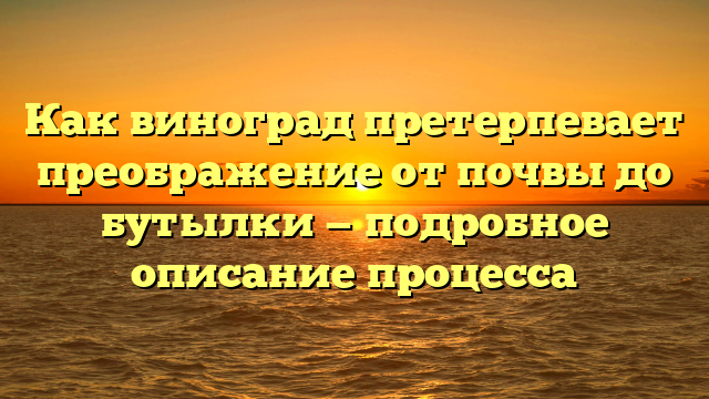 Как виноград претерпевает преображение от почвы до бутылки — подробное описание процесса