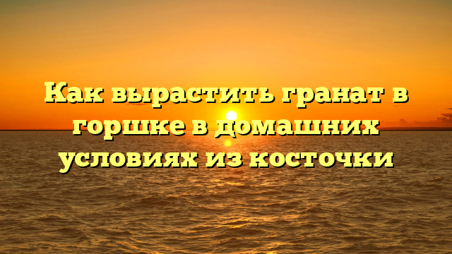 Как вырастить гранат в горшке в домашних условиях из косточки