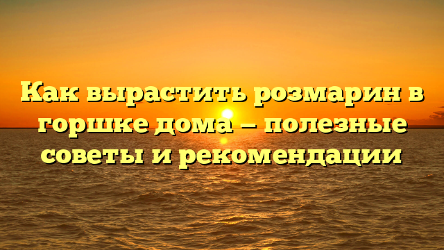 Как вырастить розмарин в горшке дома — полезные советы и рекомендации