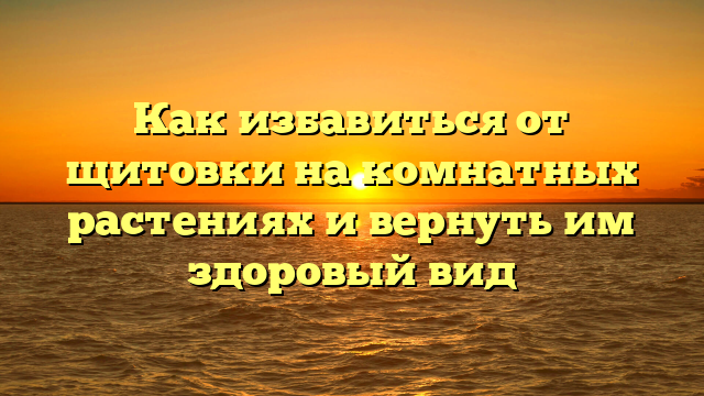 Как избавиться от щитовки на комнатных растениях и вернуть им здоровый вид