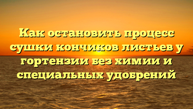 Как остановить процесс сушки кончиков листьев у гортензии без химии и специальных удобрений