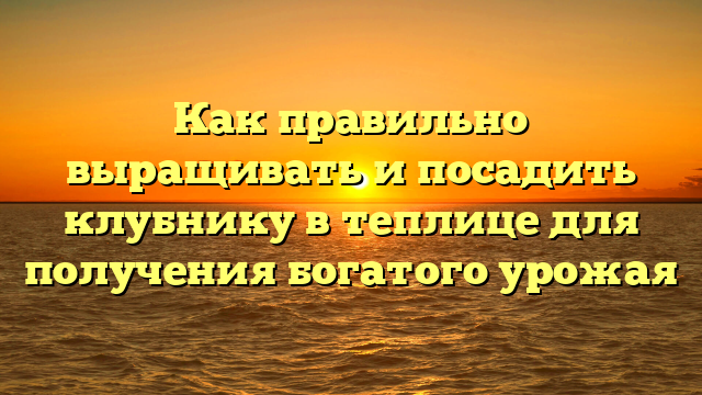 Как правильно выращивать и посадить клубнику в теплице для получения богатого урожая