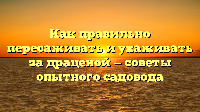 Как правильно пересаживать и ухаживать за драценой — советы опытного садовода