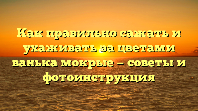 Как правильно сажать и ухаживать за цветами ванька мокрые — советы и фотоинструкция