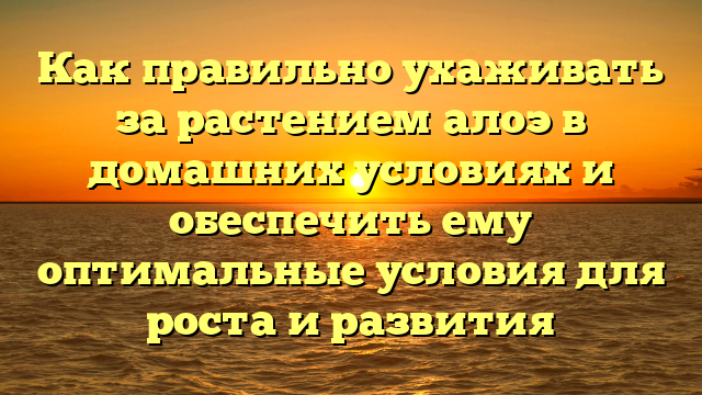 Как правильно ухаживать за растением алоэ в домашних условиях и обеспечить ему оптимальные условия для роста и развития