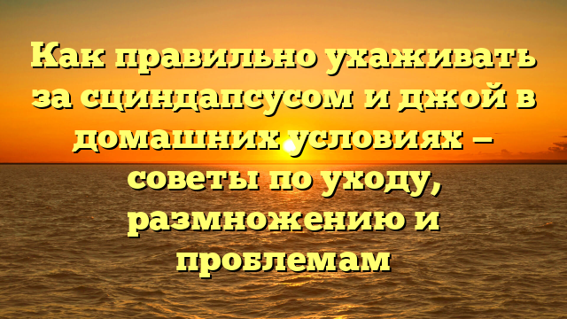 Как правильно ухаживать за сциндапсусом и джой в домашних условиях — советы по уходу, размножению и проблемам