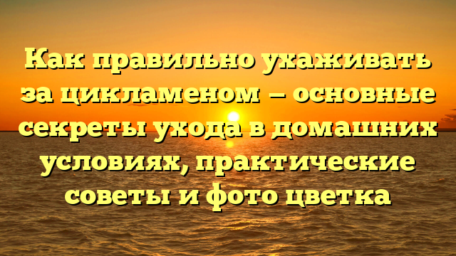 Как правильно ухаживать за цикламеном — основные секреты ухода в домашних условиях, практические советы и фото цветка