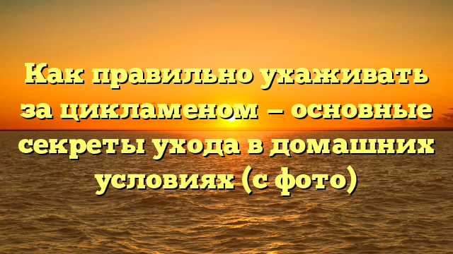 Как правильно ухаживать за цикламеном — основные секреты ухода в домашних условиях (с фото)