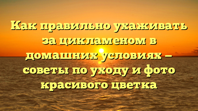 Как правильно ухаживать за цикламеном в домашних условиях — советы по уходу и фото красивого цветка