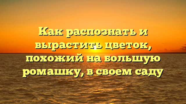 Как распознать и вырастить цветок, похожий на большую ромашку, в своем саду