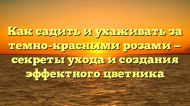 Как садить и ухаживать за темно-красными розами — секреты ухода и создания эффектного цветника