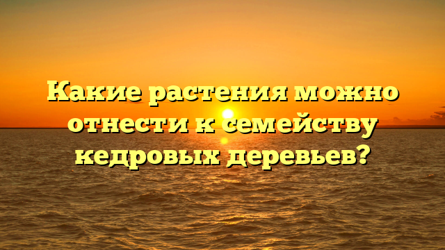 Какие растения можно отнести к семейству кедровых деревьев?