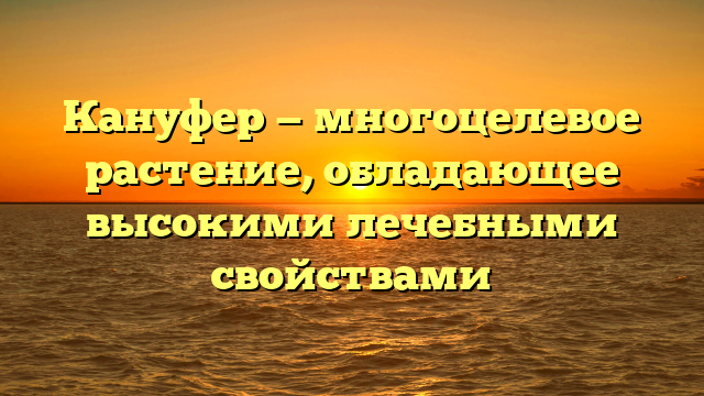 Кануфер — многоцелевое растение, обладающее высокими лечебными свойствами