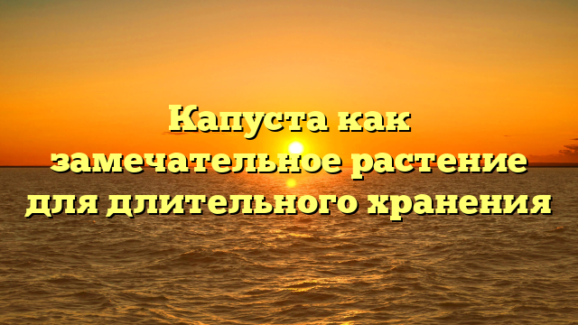 Капуста как замечательное растение для длительного хранения