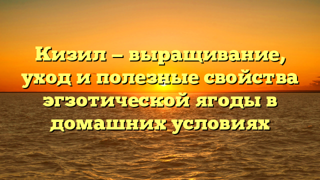 Кизил — выращивание, уход и полезные свойства эгзотической ягоды в домашних условиях