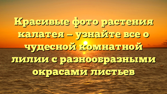 Красивые фото растения калатея — узнайте все о чудесной комнатной лилии с разнообразными окрасами листьев