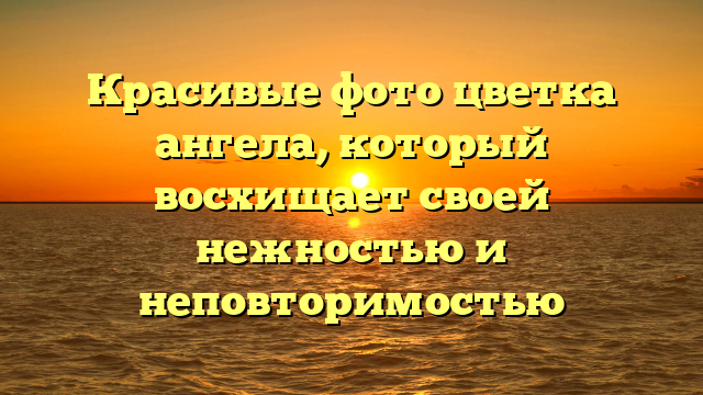 Красивые фото цветка ангела, который восхищает своей нежностью и неповторимостью