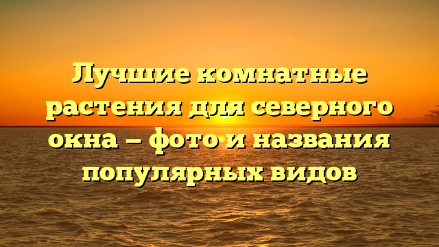 Лучшие комнатные растения для северного окна — фото и названия популярных видов