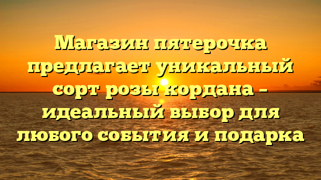 Магазин пятерочка предлагает уникальный сорт розы кордана – идеальный выбор для любого события и подарка