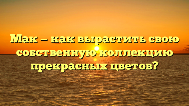 Мак — как вырастить свою собственную коллекцию прекрасных цветов?