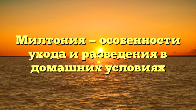 Милтония — особенности ухода и разведения в домашних условиях