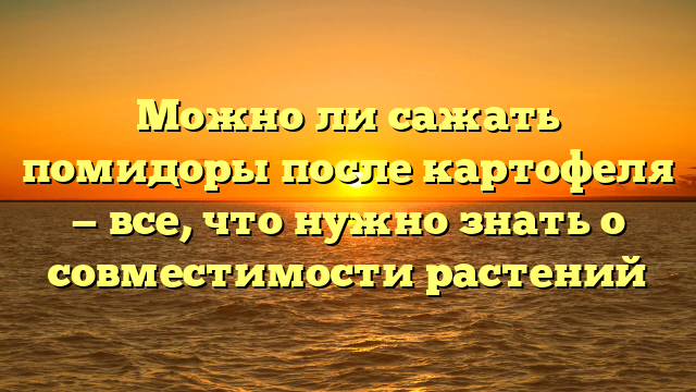 Можно ли сажать помидоры после картофеля — все, что нужно знать о совместимости растений