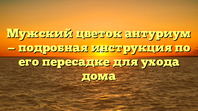 Мужский цветок антуриум — подробная инструкция по его пересадке для ухода дома