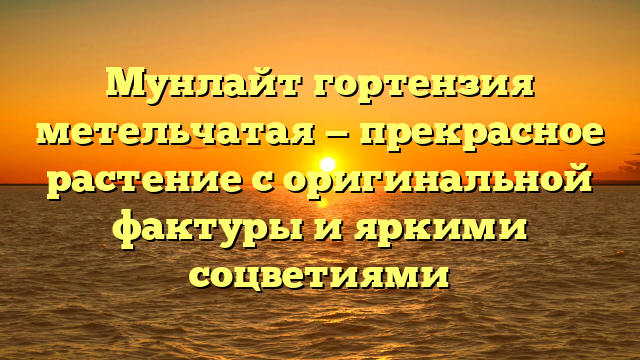 Мунлайт гортензия метельчатая — прекрасное растение с оригинальной фактуры и яркими соцветиями