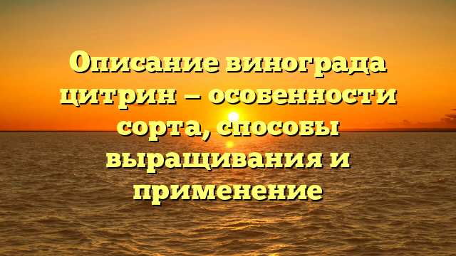 Описание винограда цитрин — особенности сорта, способы выращивания и применение