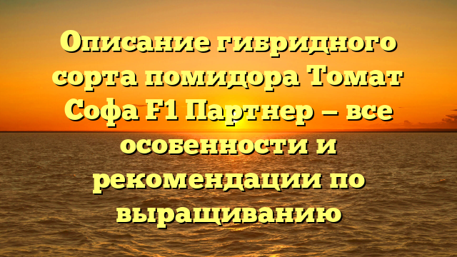 Описание гибридного сорта помидора Томат Софа F1 Партнер — все особенности и рекомендации по выращиванию