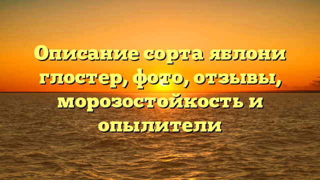 Описание сорта яблони глостер, фото, отзывы, морозостойкость и опылители