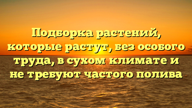 Подборка растений, которые растут, без особого труда, в сухом климате и не требуют частого полива