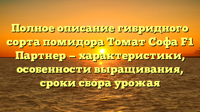 Полное описание гибридного сорта помидора Томат Софа F1 Партнер — характеристики, особенности выращивания, сроки сбора урожая