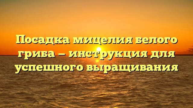 Посадка мицелия белого гриба — инструкция для успешного выращивания