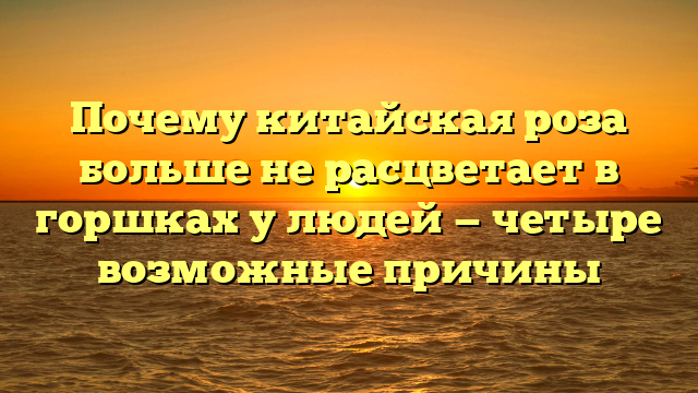 Почему китайская роза больше не расцветает в горшках у людей — четыре возможные причины