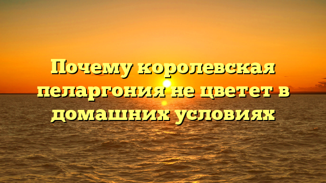 Почему королевская пеларгония не цветет в домашних условиях