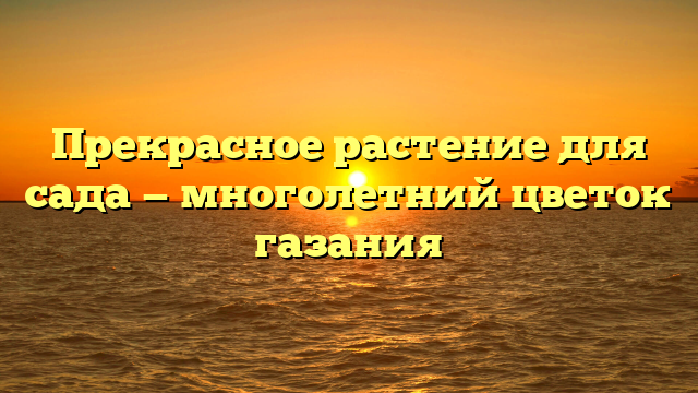 Прекрасное растение для сада — многолетний цветок газания